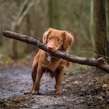 Dog fetching a stick